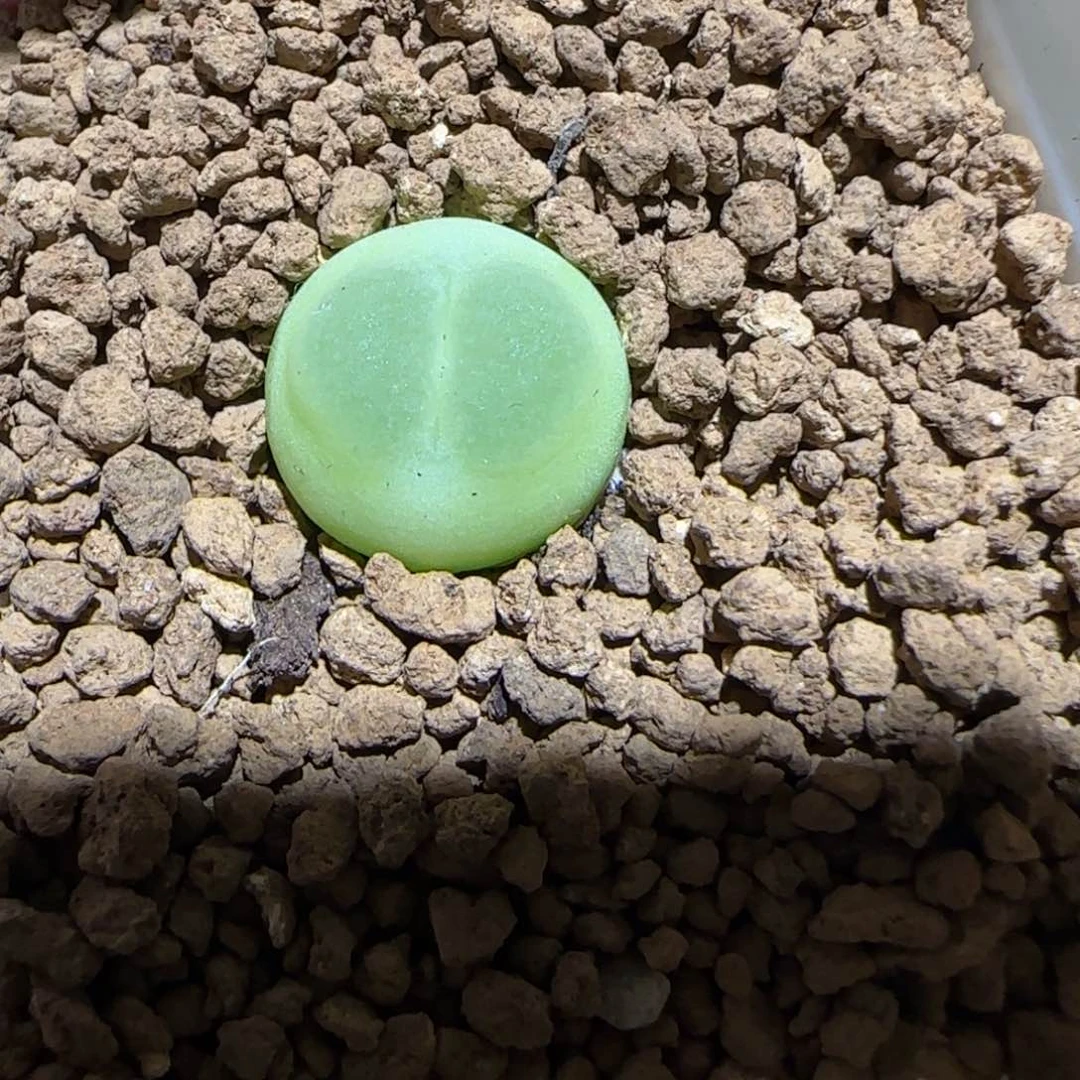 肉锥多肉植物百科-日式拉登1237