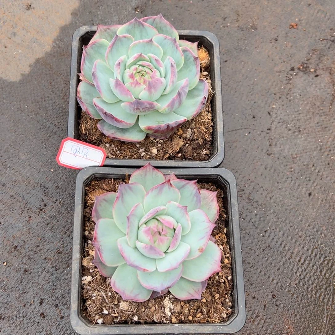 懿**贝宝贝00 00005-24