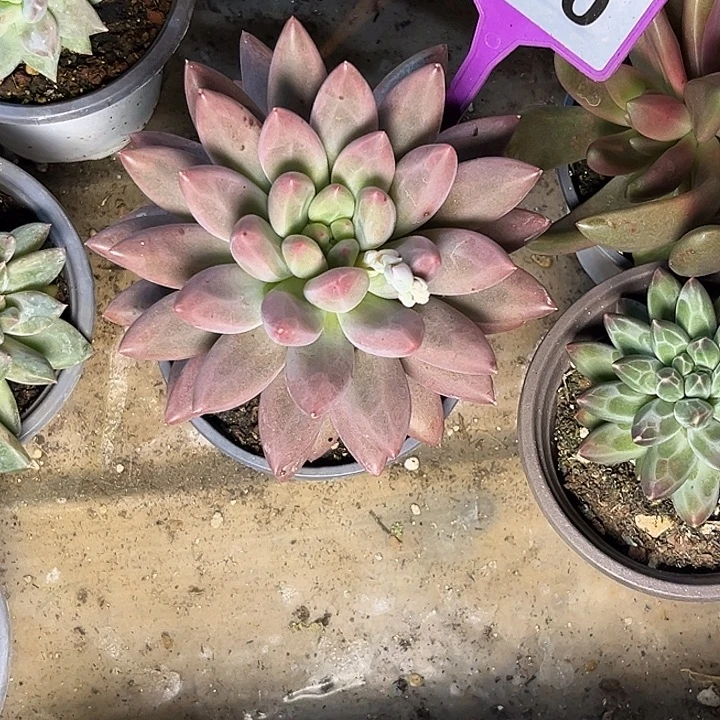 多肉植物溜溜球830