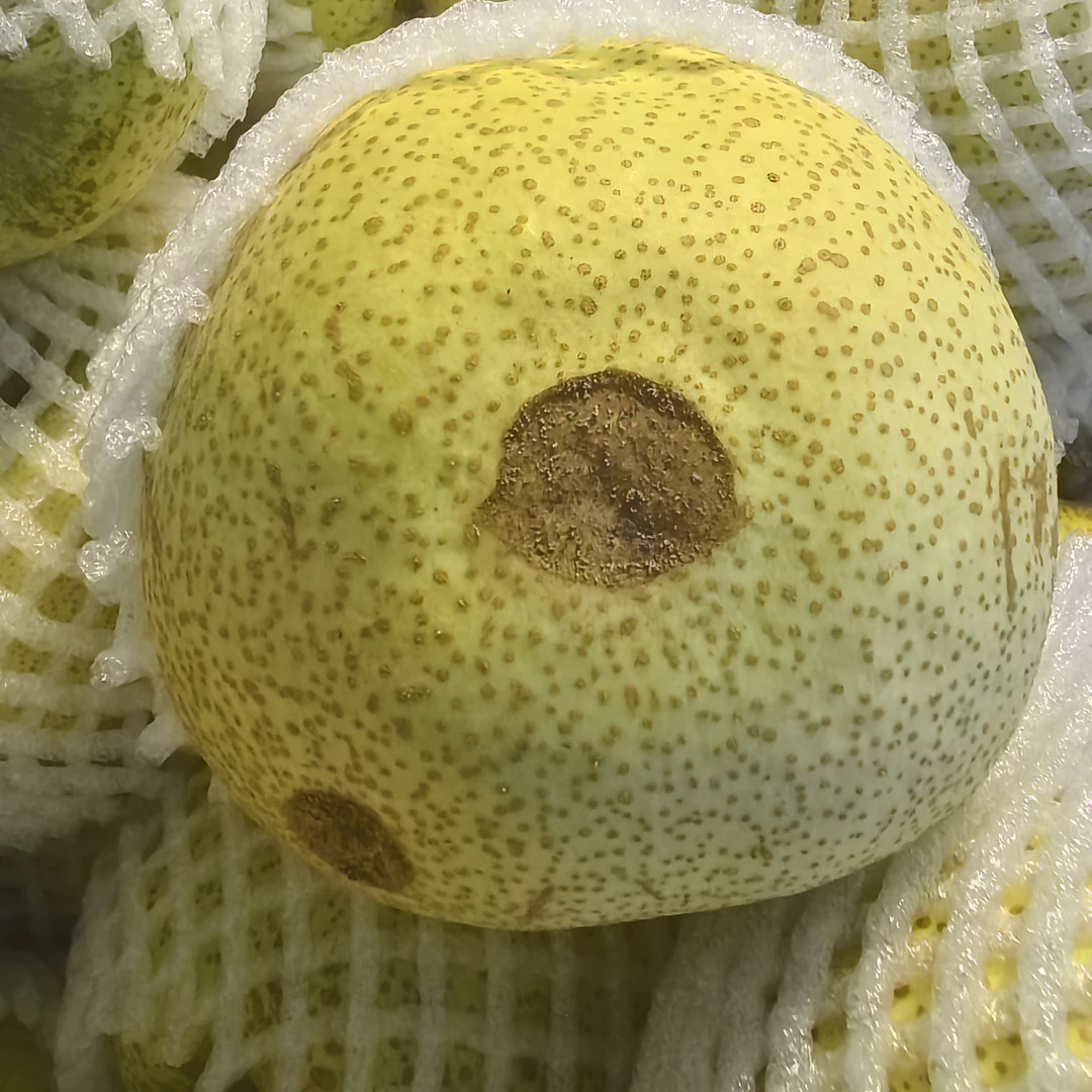 轻微冰雹眼（介意勿拍）新鲜安徽正宗砀山酥梨产地整箱包邮