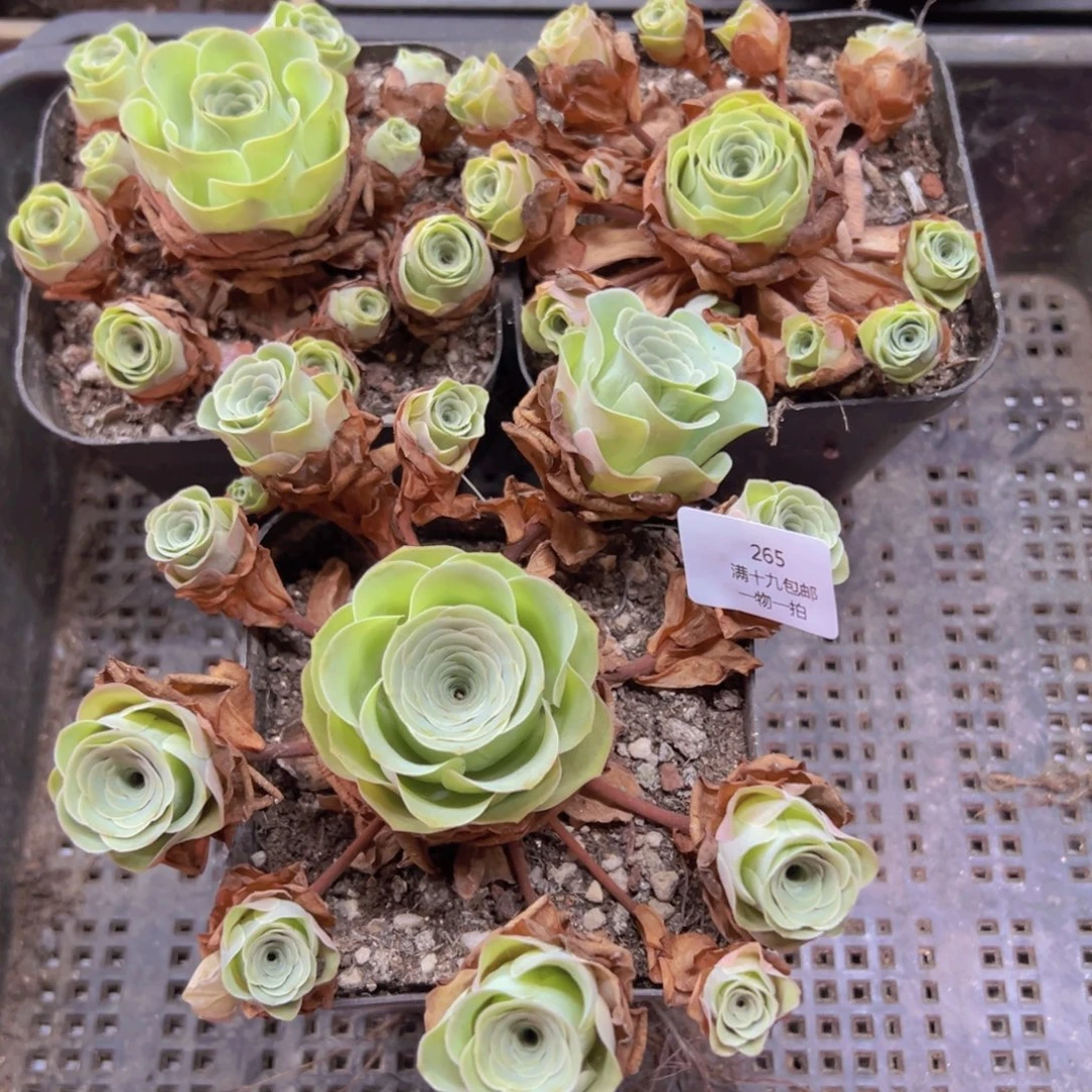 265 侧牙掉了不包损无售后