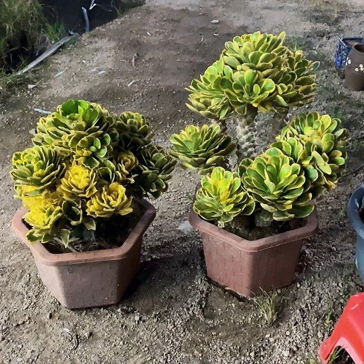 ℡***飞完全开放扇贝麒麟2裸根发货