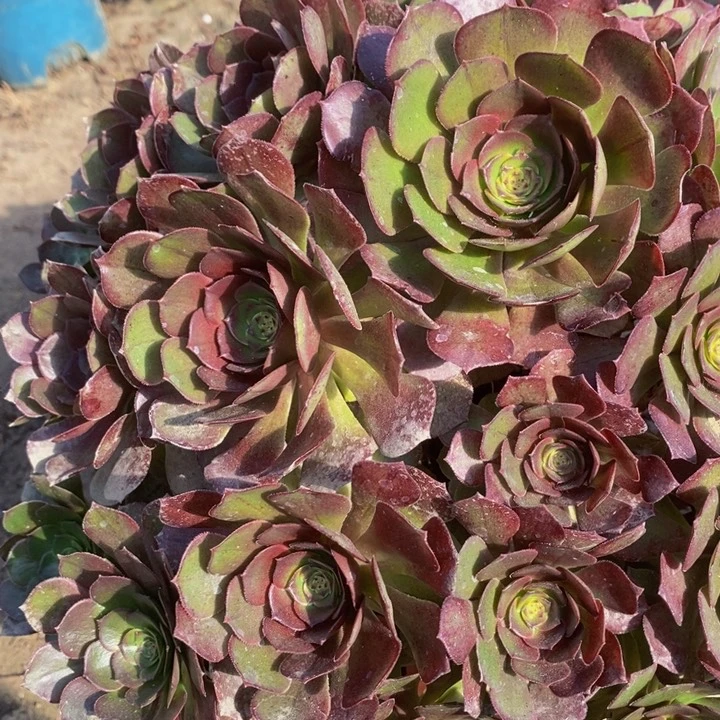 明***狼万圣节一颗超大颗