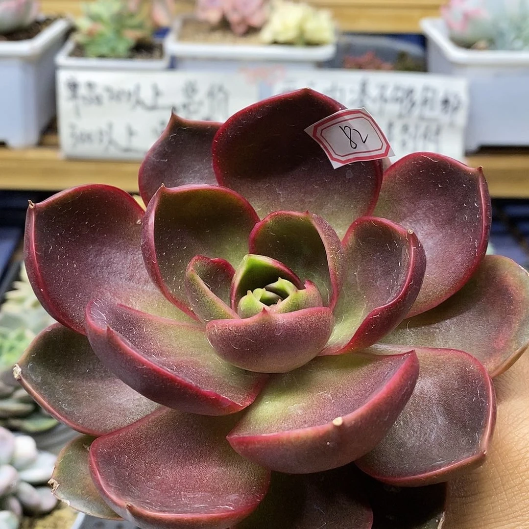 0982 红灯多肉植物