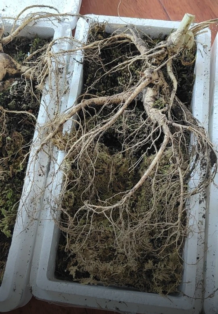 长白山新鲜林下参带土现挖原产地包邮