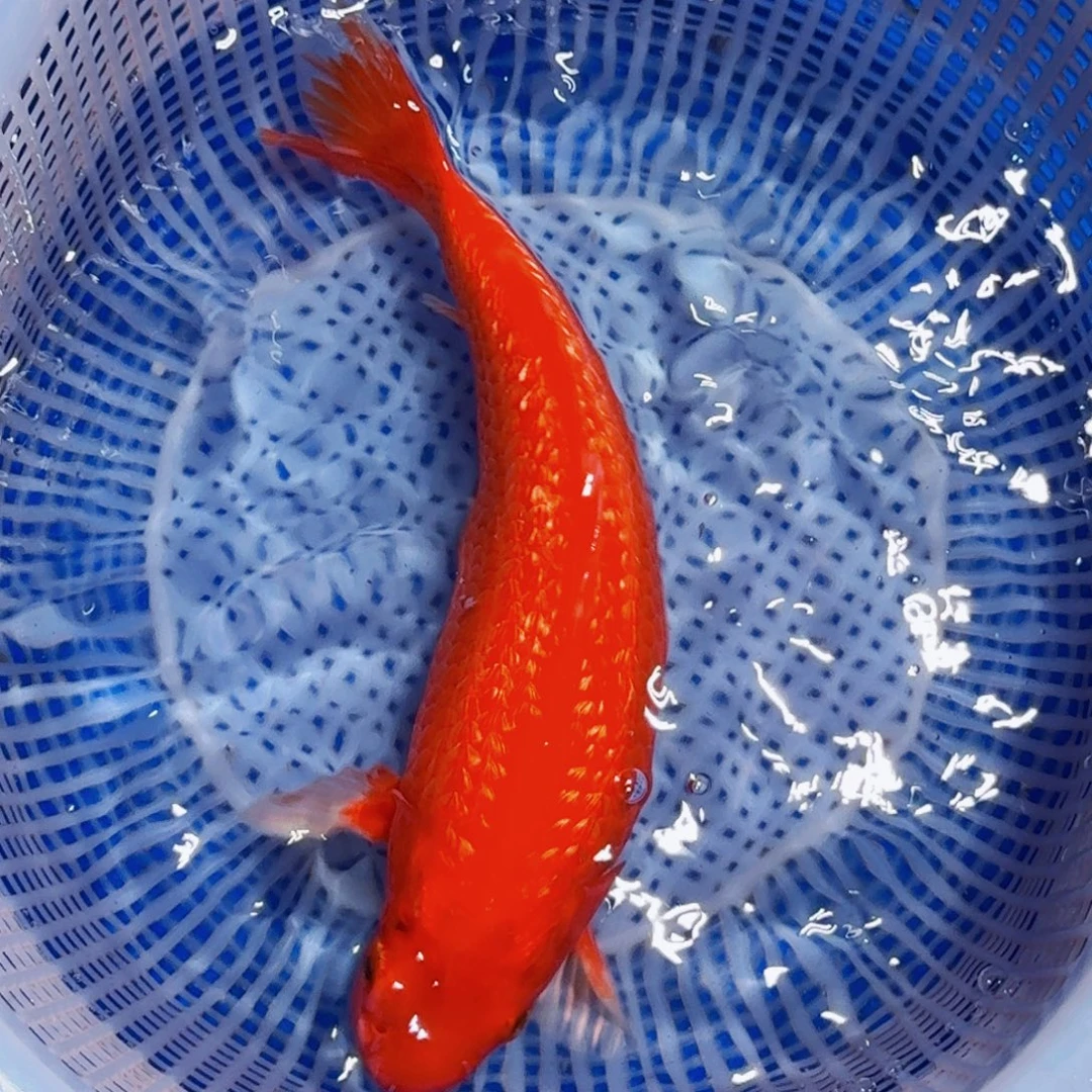 锦鲤精品甄选血统锦鲤