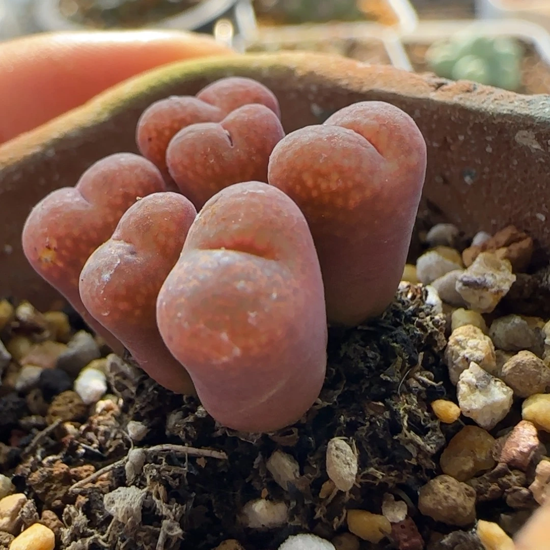 7281 大白多肉植物园