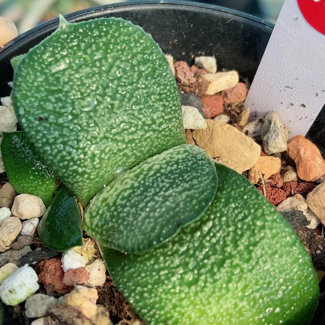 885卧牛实生珍珠釉带盆发货