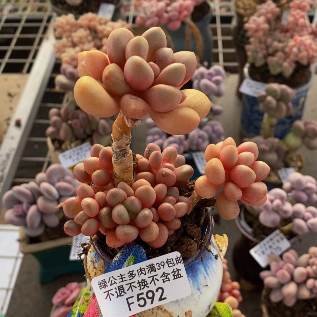 先锋派592/8cm多肉