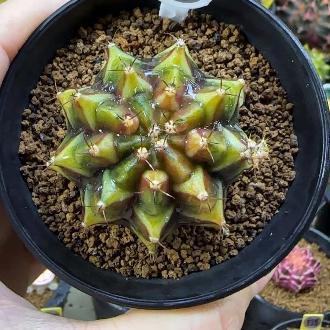 泰系松露乌贼，，福利价