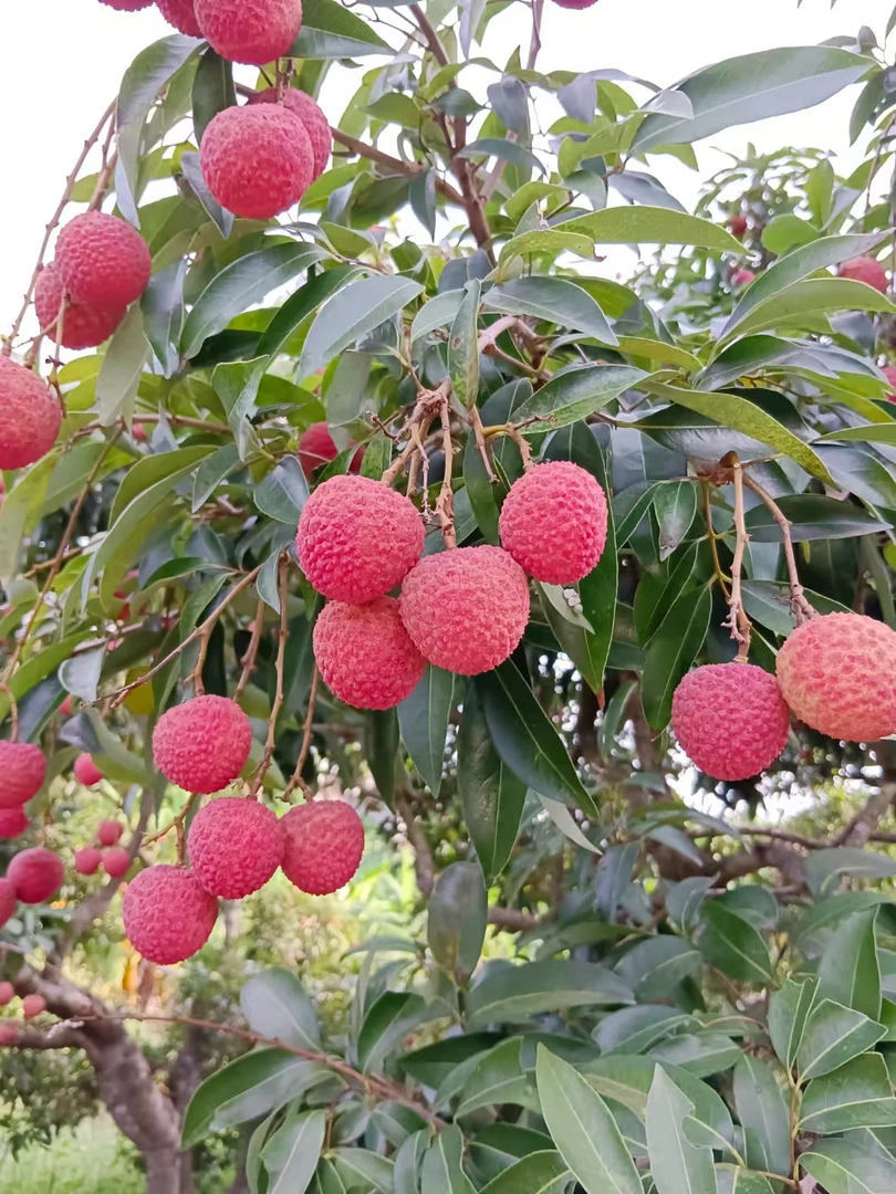 广东高州白糖罂荔枝当季新鲜水果京东空运冷链发货