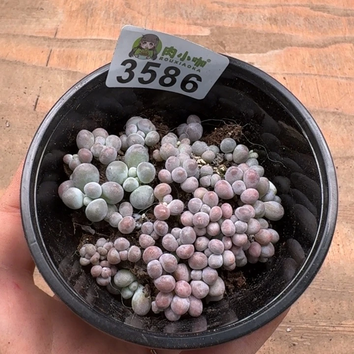 无花朵多肉植物多肉植物