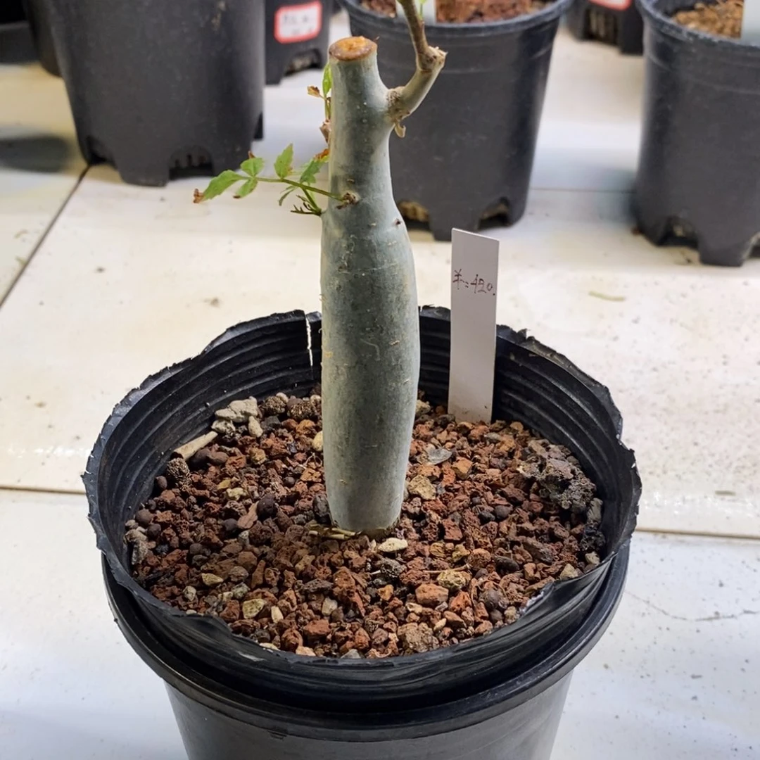 逍***峰莱菲裂榄狭叶裂榄