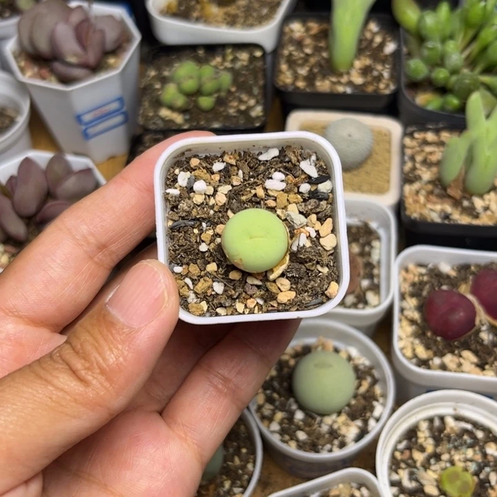 0206 鸽子蛋多肉植物