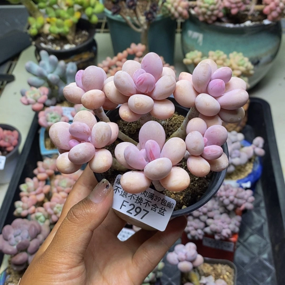 297糖果桃蛋多肉9c m