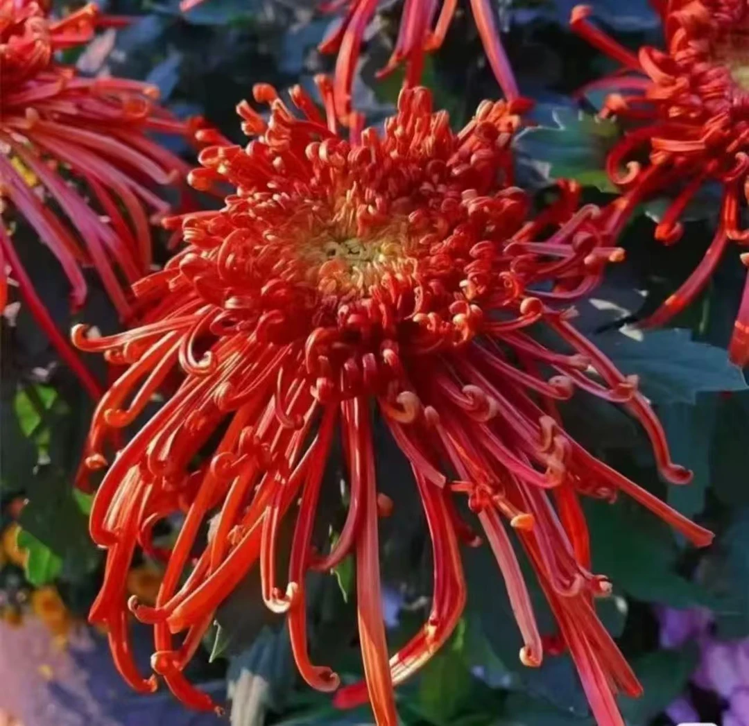 【精品大花菊】大花重瓣菊花苗耐热耐热多年生宿根花卉盆栽地栽