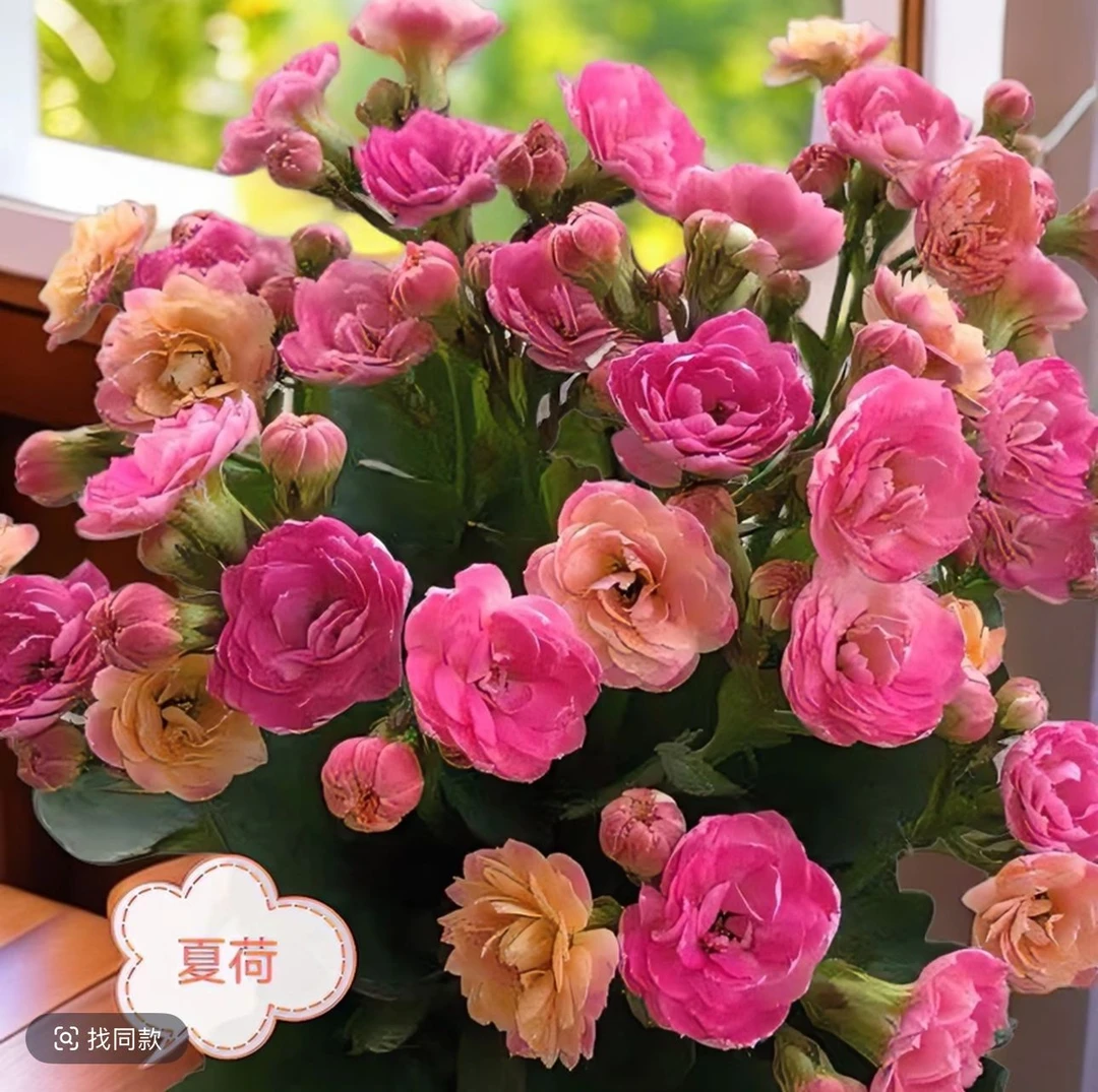 《夏荷》120盆重瓣长寿花