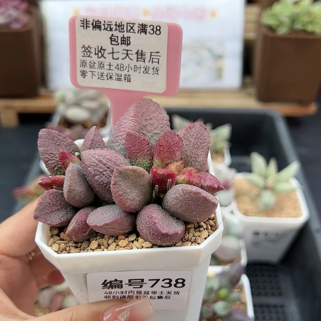 738赛猪干了多肉植物