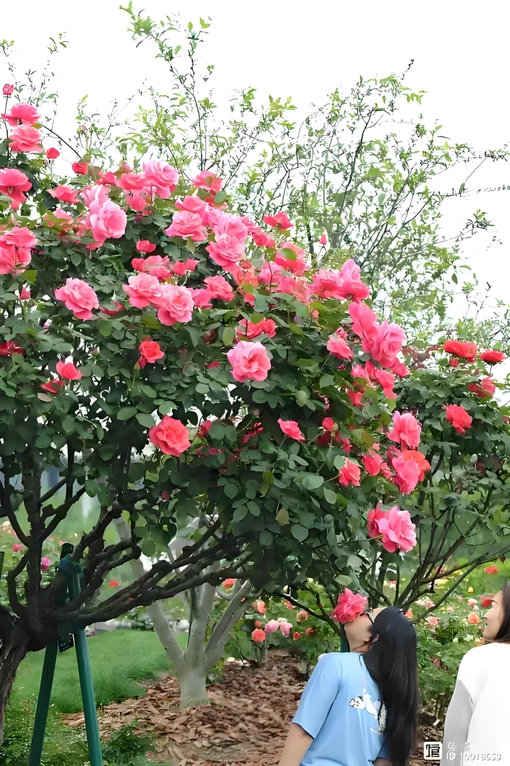 古桩盆景大型古桩树月带盆栽拍一发二颗好养活（轻微修剪）