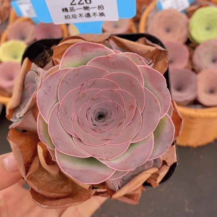 山地玫瑰226裸根发货不售后