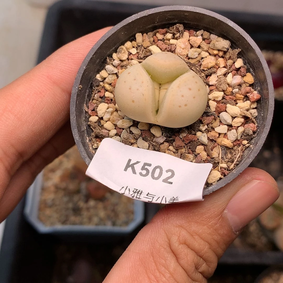 K502多肉植物保护