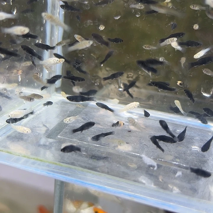 海水鱼淡水玛丽球小苗50条八块是路费打包费 鱼苗免费送 不包路损