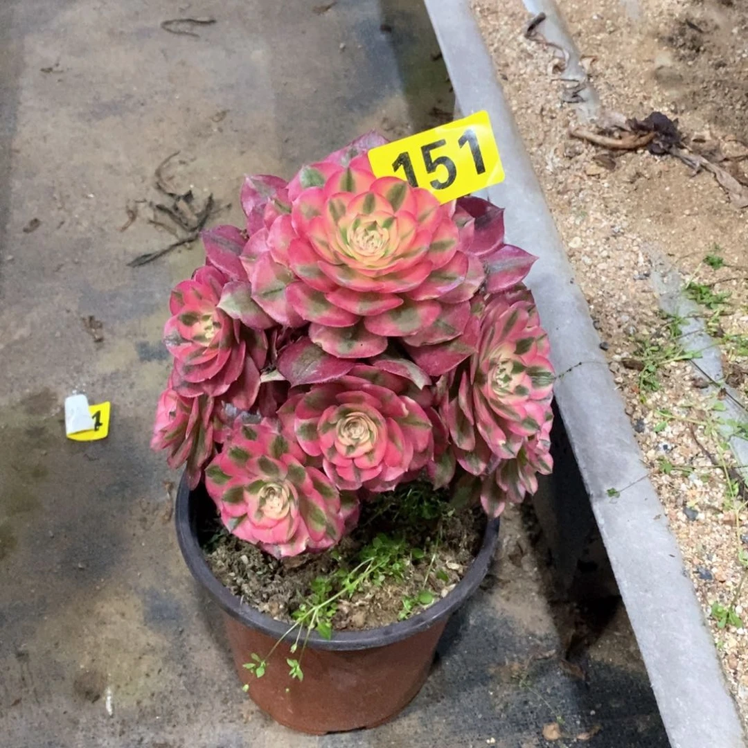 青城多肉法师杆子有疤151