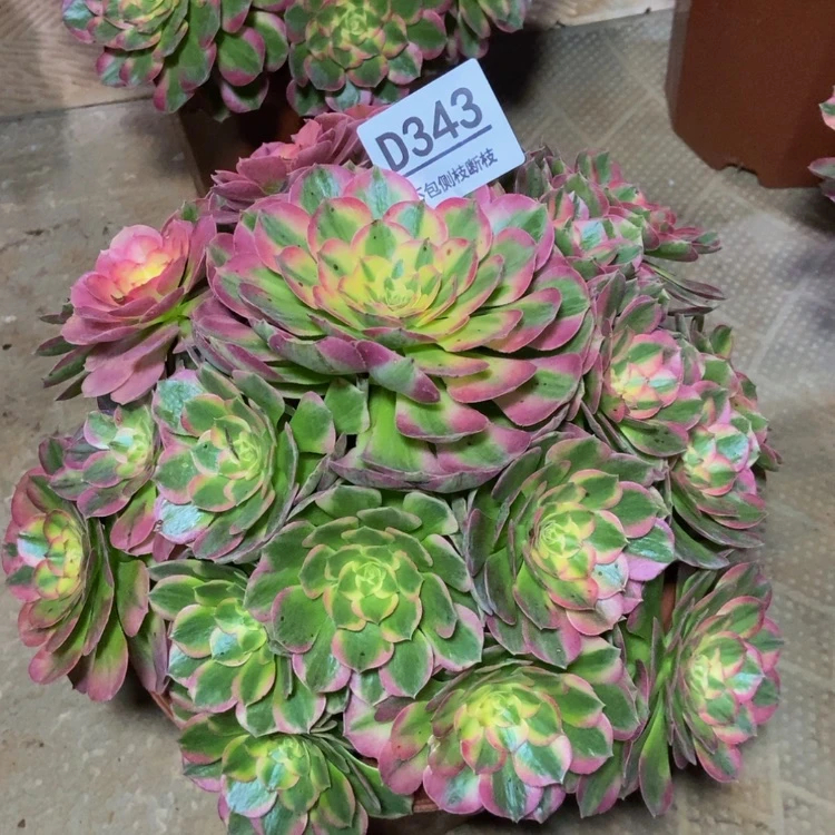 【闪购商品】343海仙多肉
