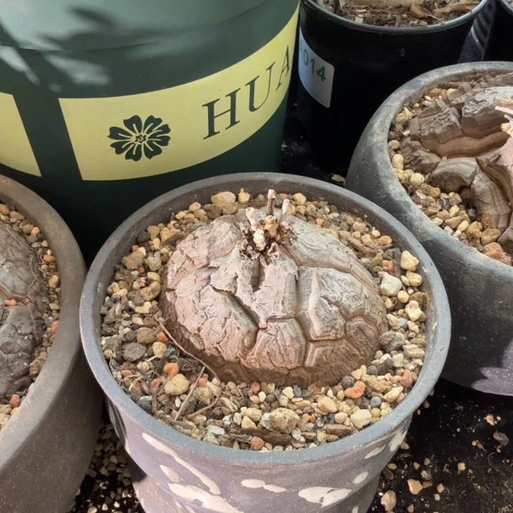 一物一拍，南非龟甲龙