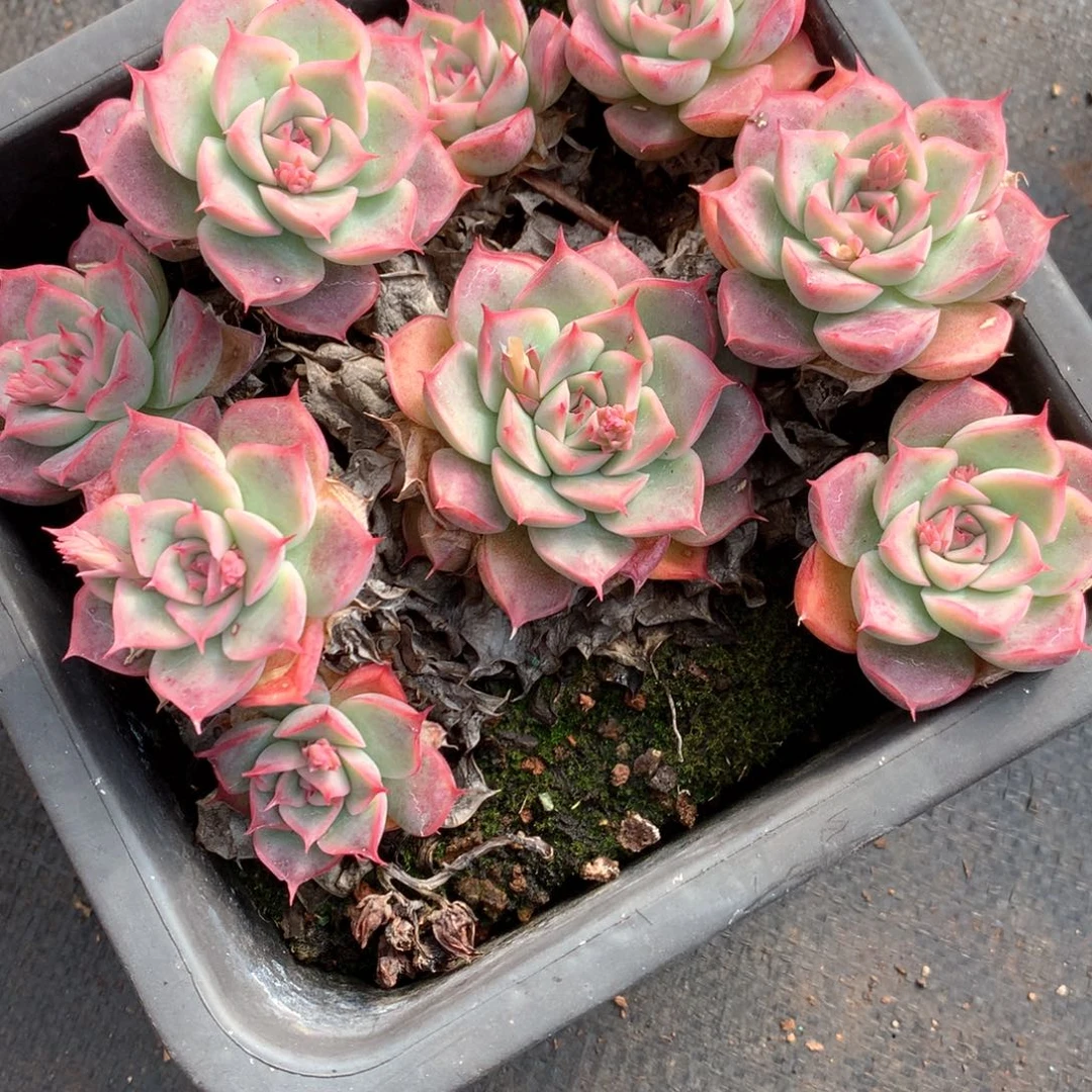 张*然2792不包掉头整散不售后