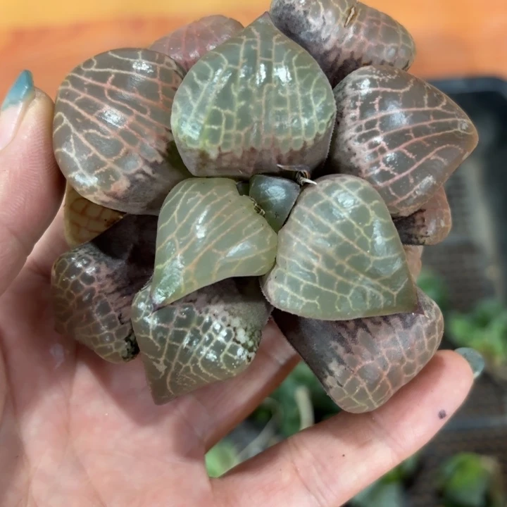 裸根粉玻璃多肉植物