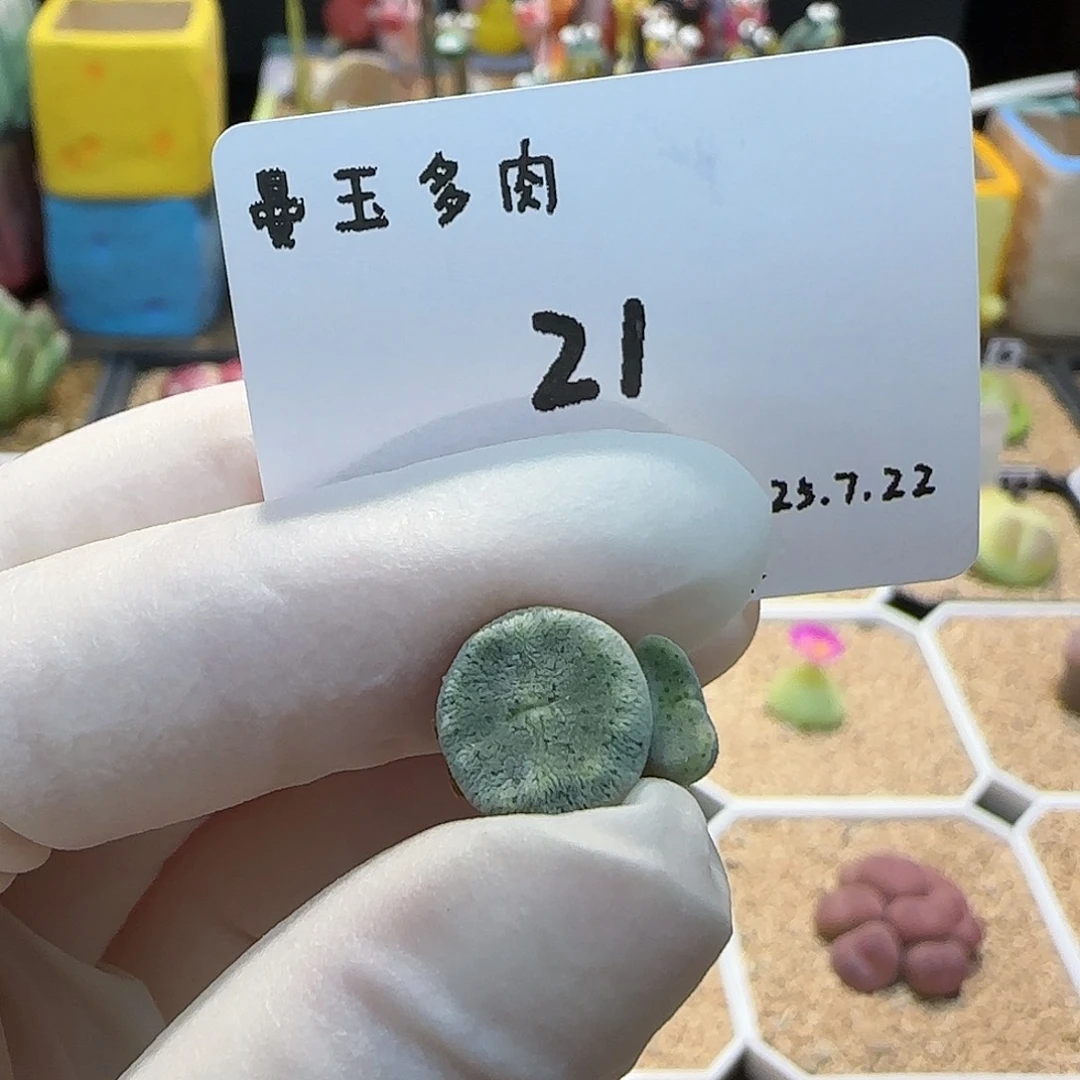 果***狸多肉多肉多肉7.22-021
