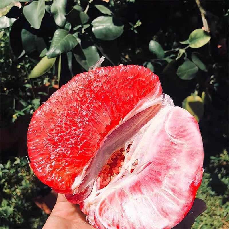 【福建平和直发】红心蜜柚老树鲜果皮薄多汁清甜可口