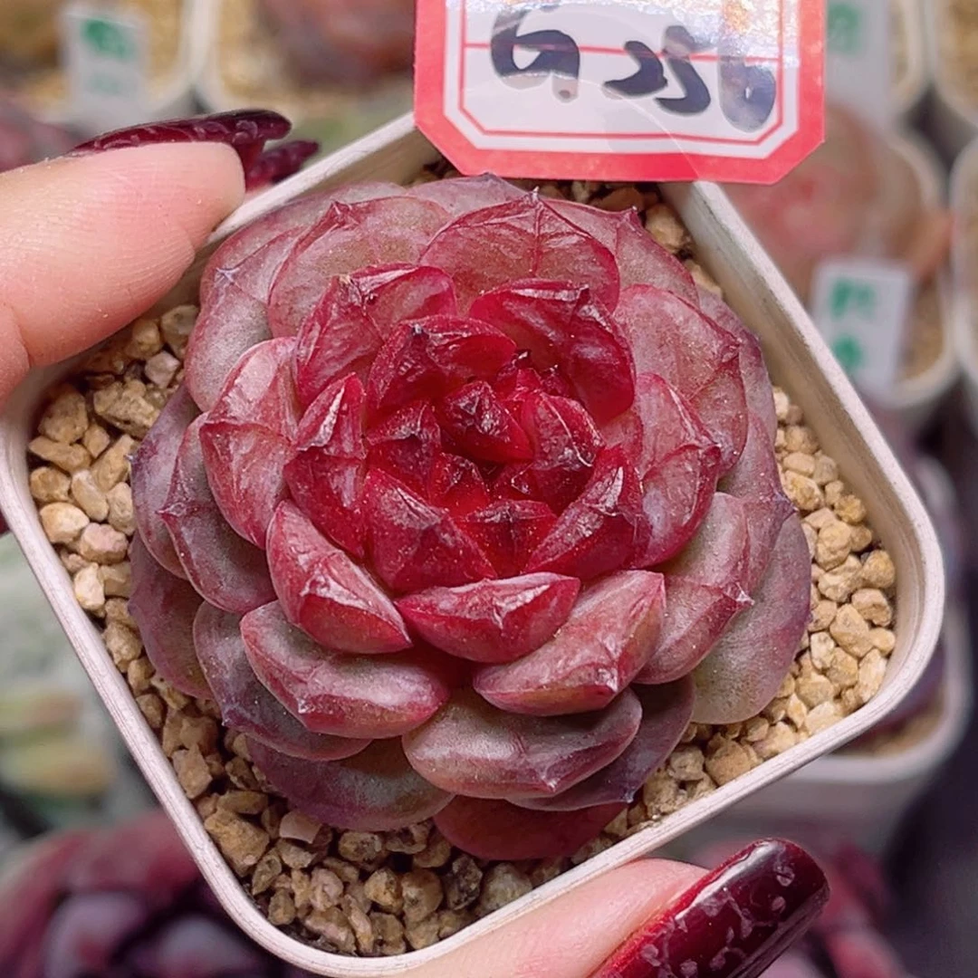 G256一物一拍 烈焰珍妮