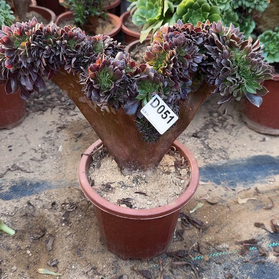 051欧紫一颗牙呀呀