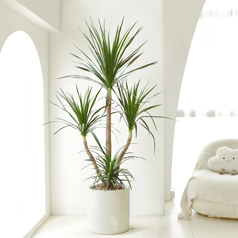 138三芽造型龙血树一物一拍客厅盆栽大型网红绿植净化空气常绿