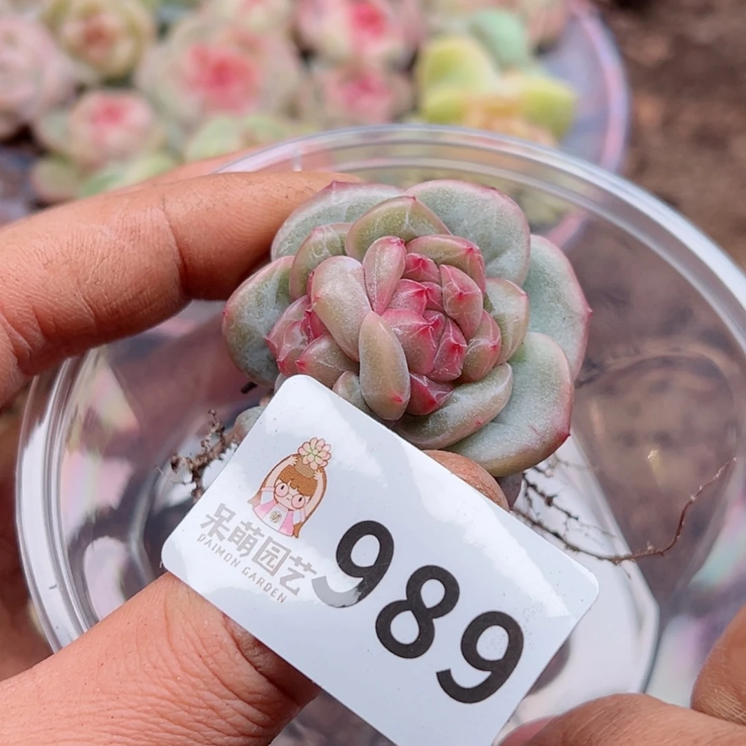 影**一多肉植物多肉植物