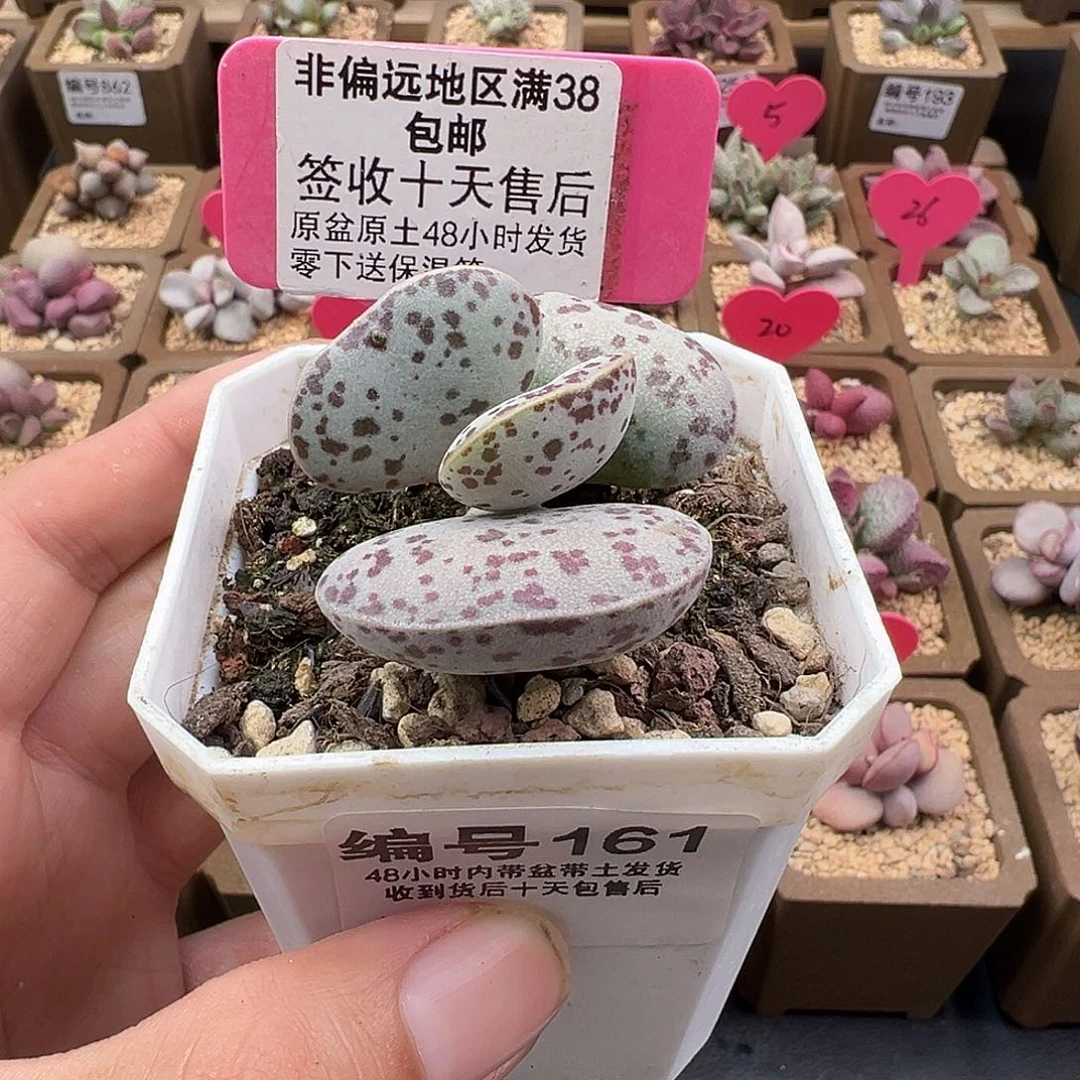 161巨型花蛋多肉植物