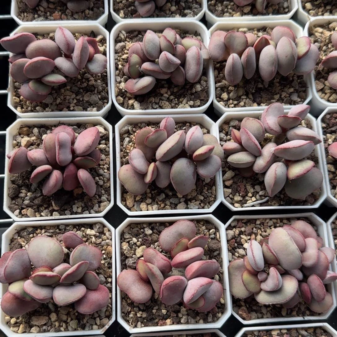 白肌红蛋量拍链接