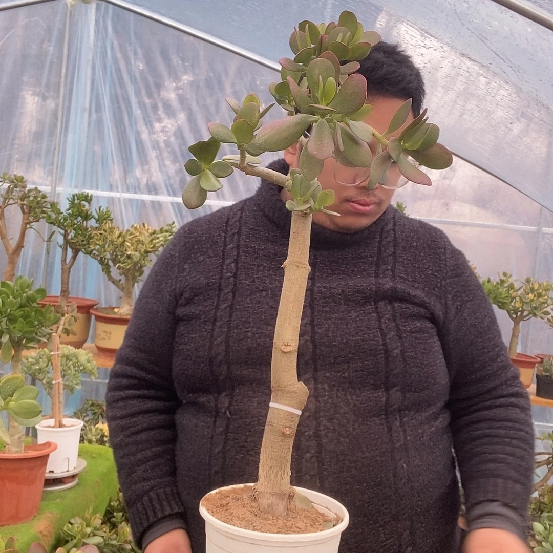 浓***啡完全开放老桩玉树一物一拍