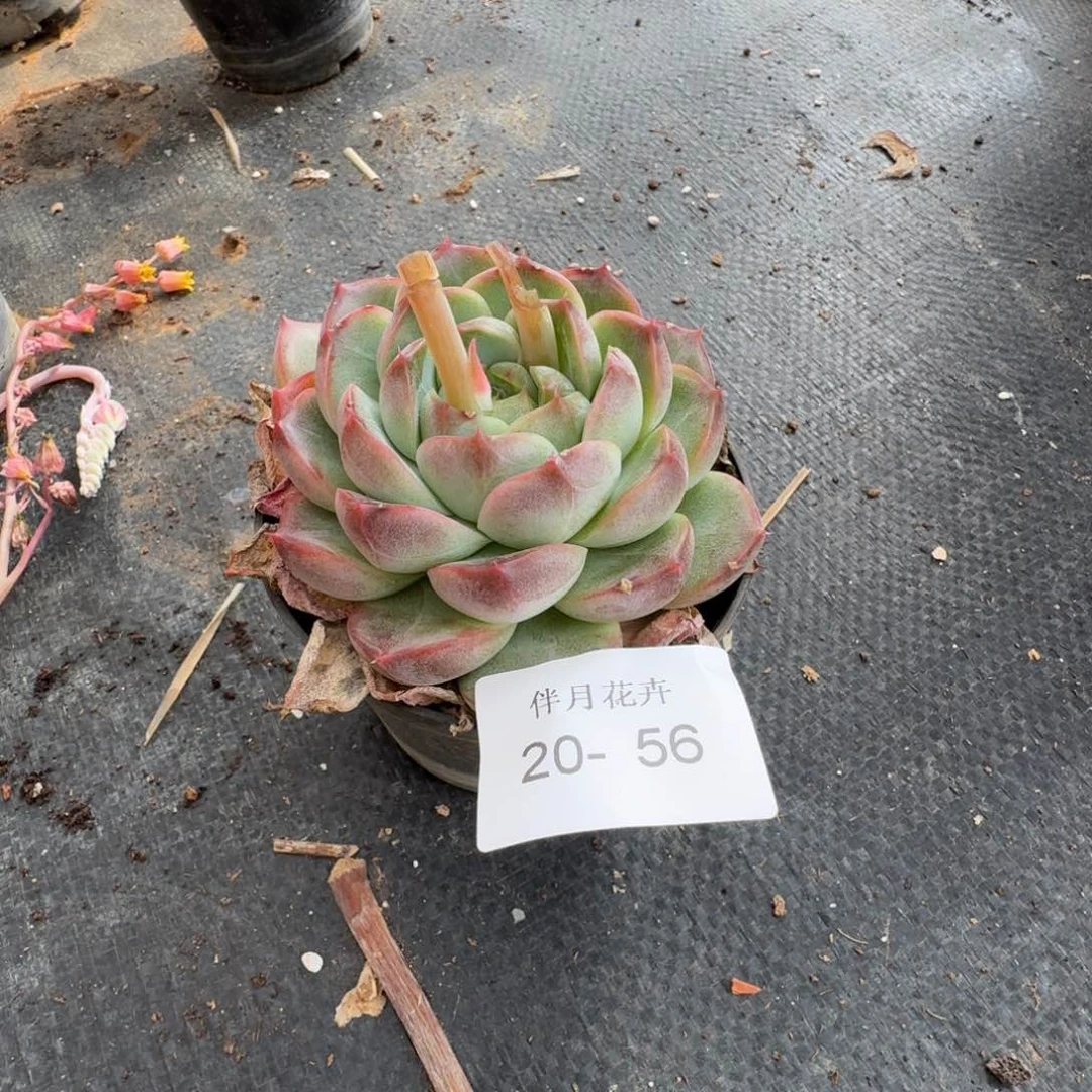 多肉杂交一物一拍20-56