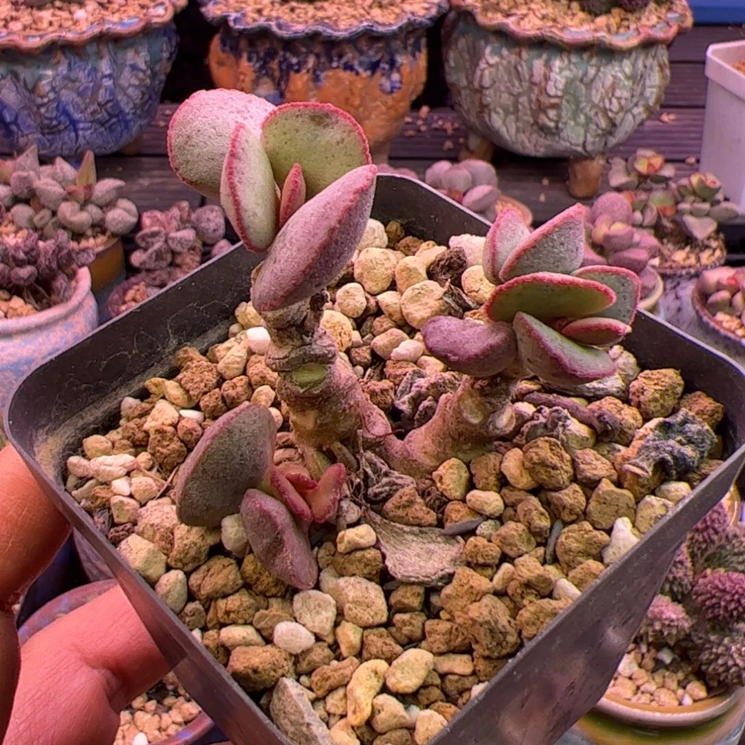 杂交 啦啦啦啦啦啦啦