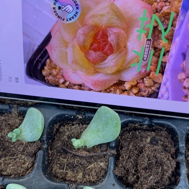 芷兰芽苗一个多肉