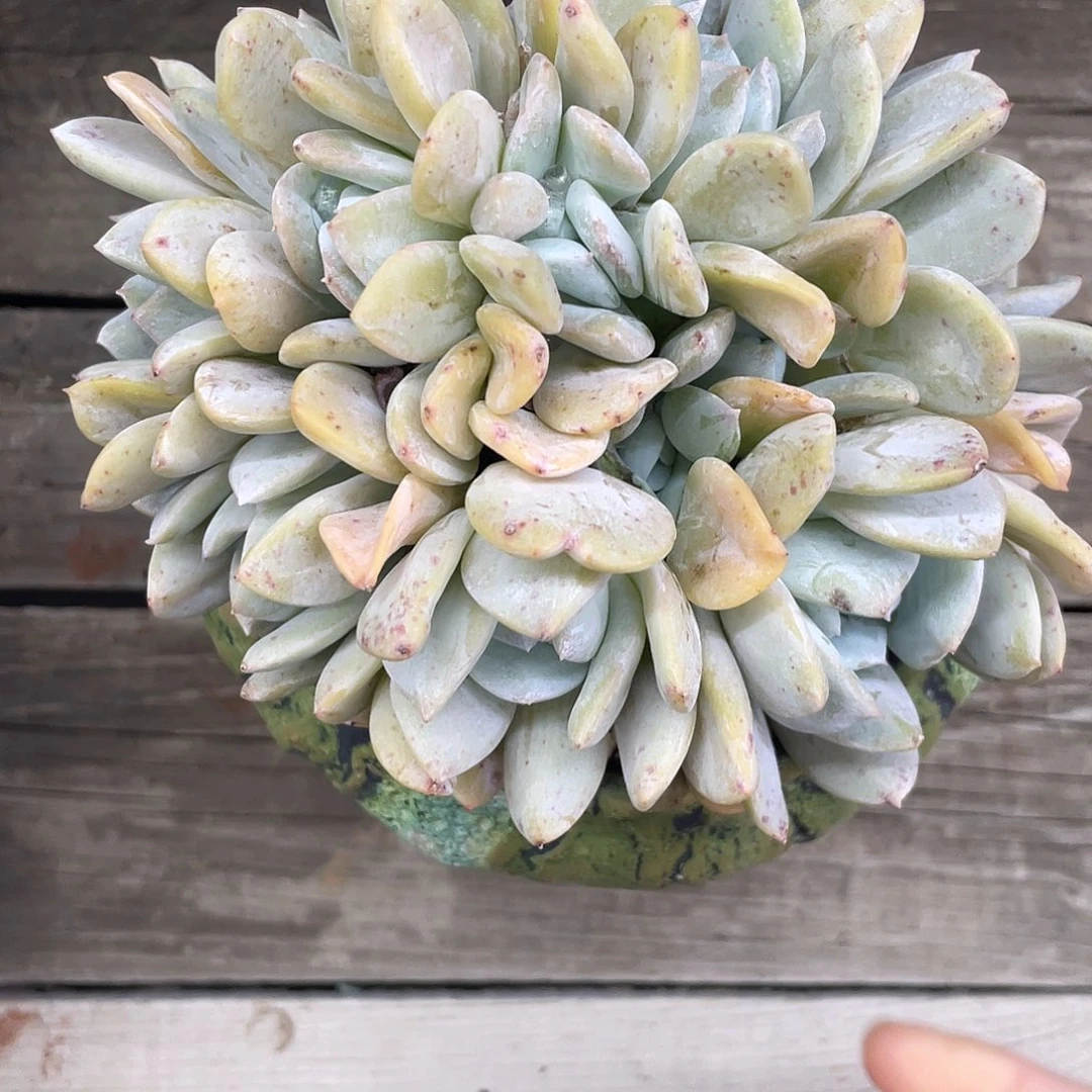 12头雪特群生，整桩，无砍无摘