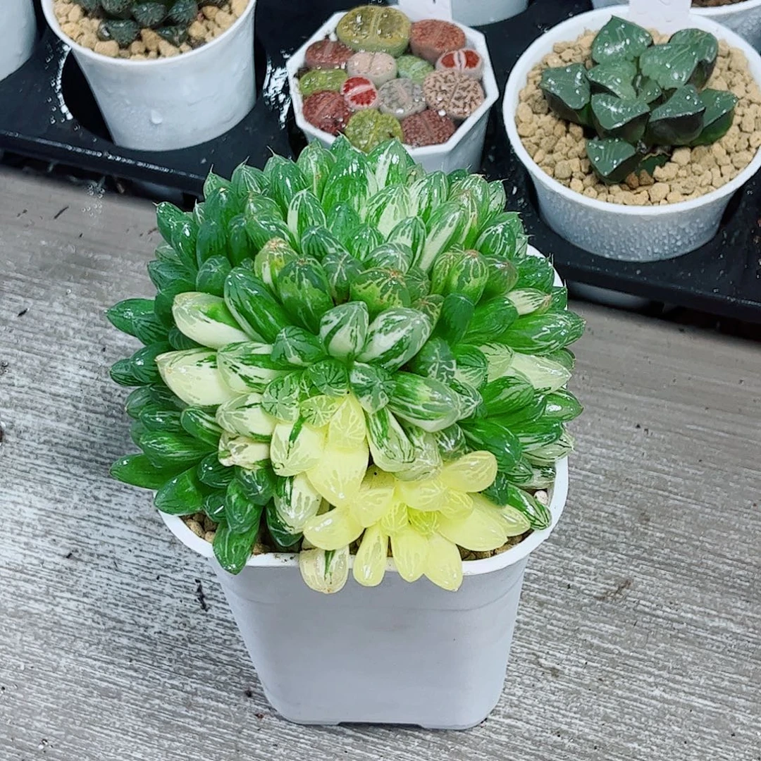 苏州玉露锦多肉植物