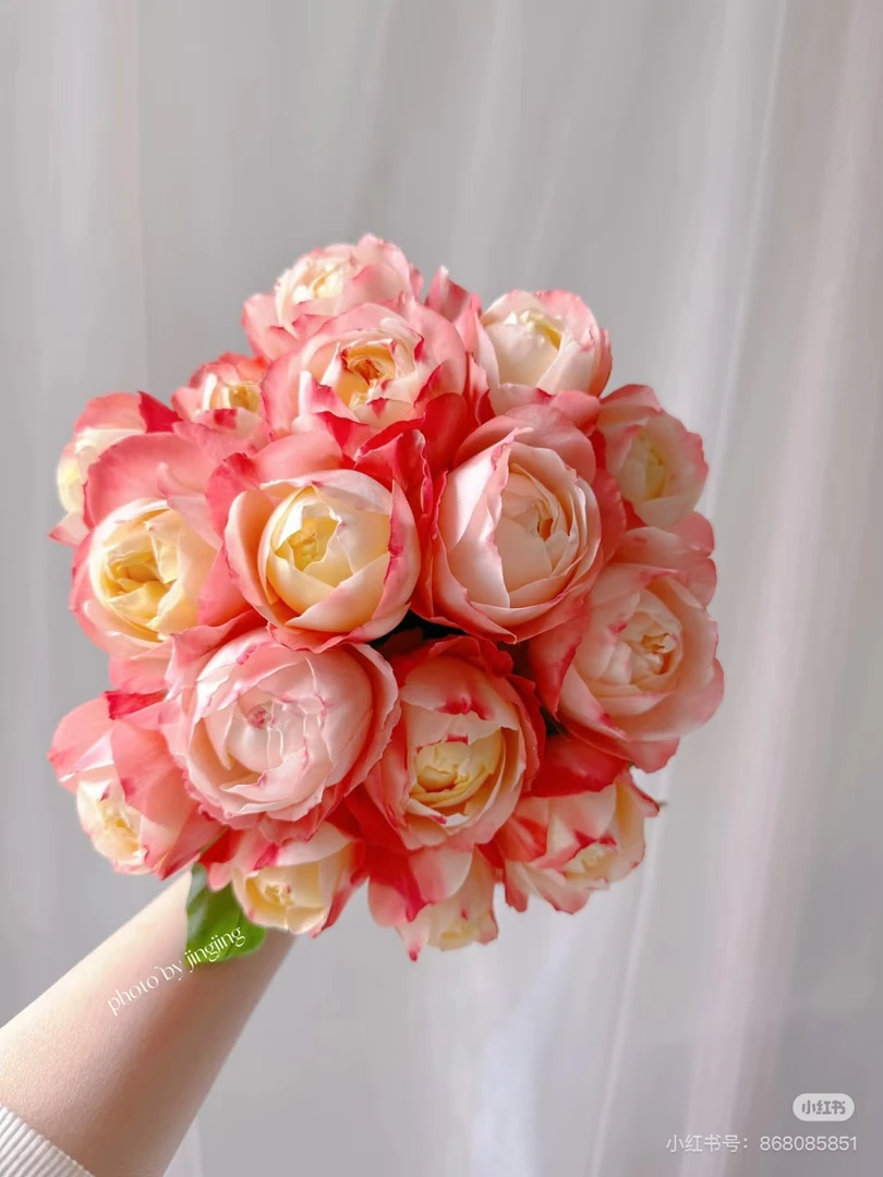 （苹果运气）浓香月季玫瑰盆栽耐寒耐热植物花卉绿植