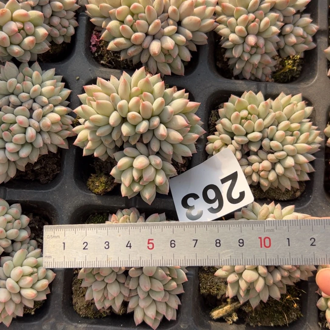 D****?263 多肉植物组合盆栽