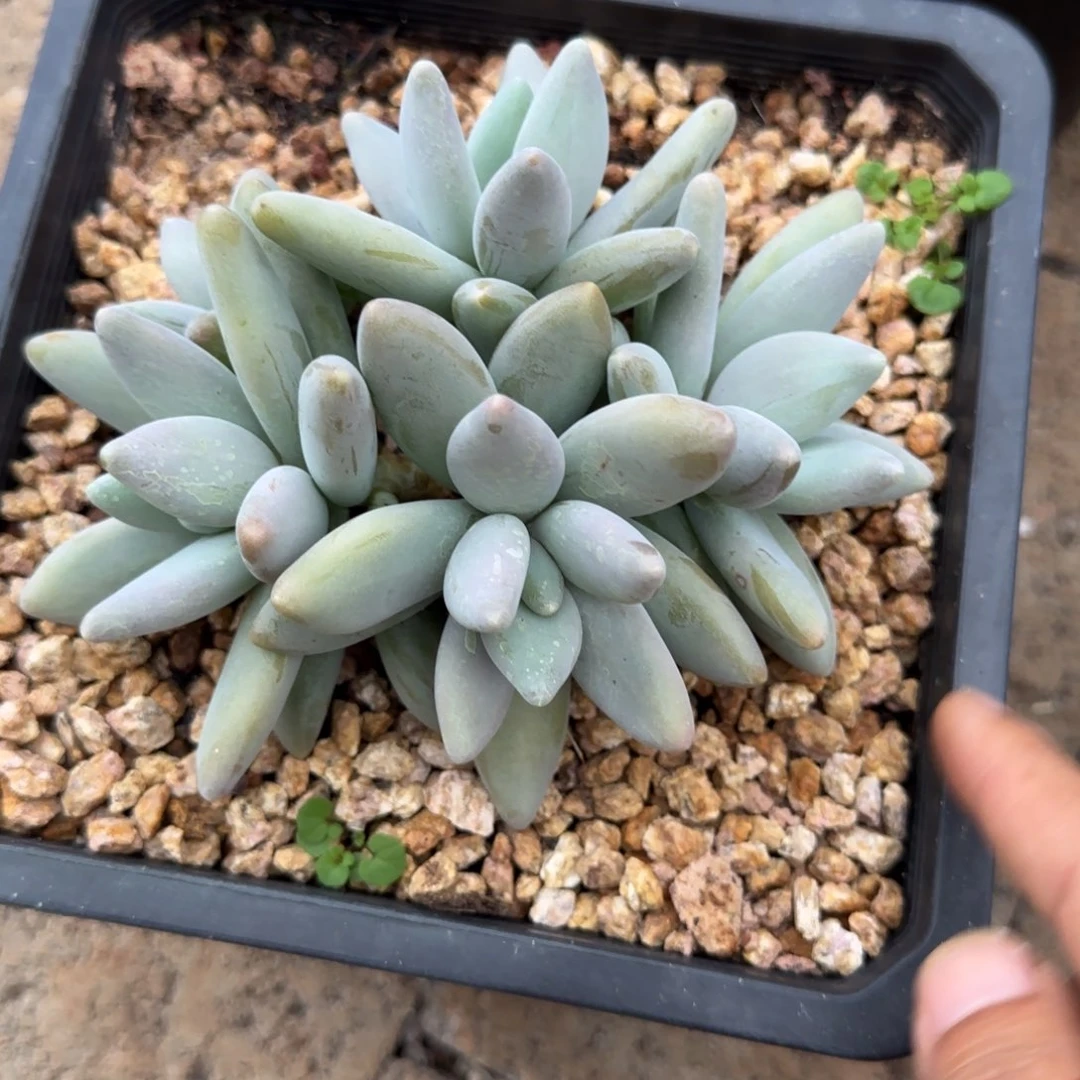 企鹅多肉植物多肉多肉
