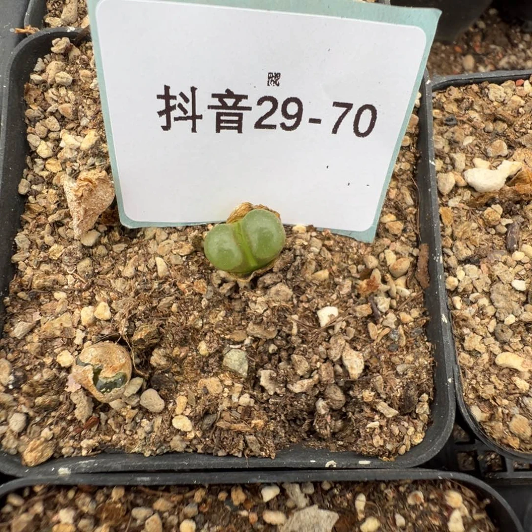 29-70克里普兰磁铁风铃多肉