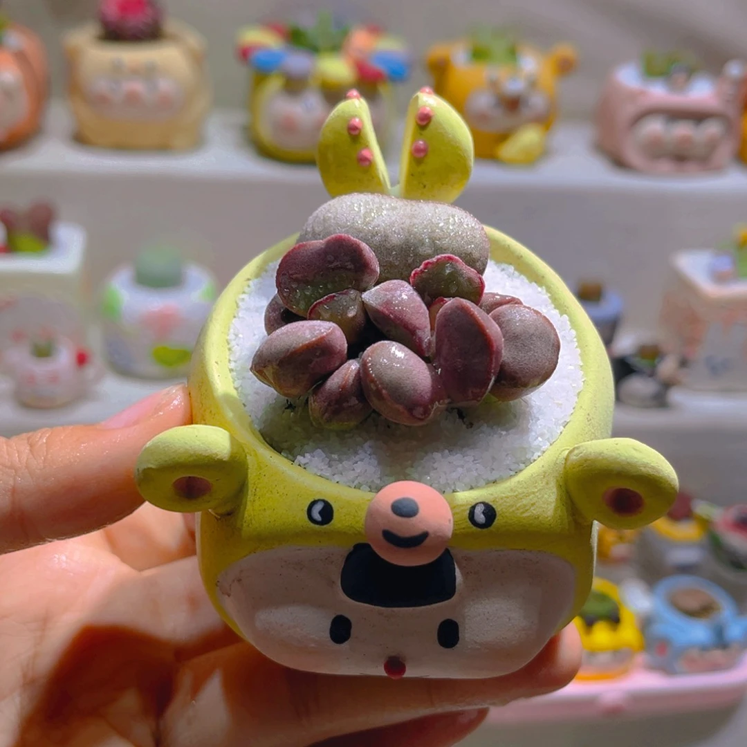 051红蛋水泡带盆土一套48